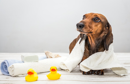 Red mini dachshund dog in studio on white wooden table on spaの写真素材