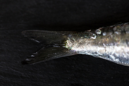 Fish eye on black background in close-upの写真素材