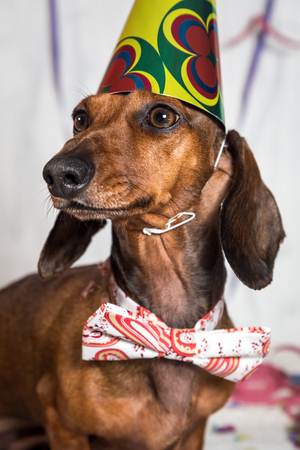 Portrait of cute Dachshund in party hat on confettiの写真素材