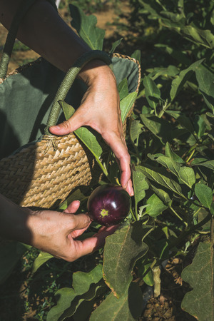 unrecognizable woman with hat picking vegetables in kitchen gardenの写真素材