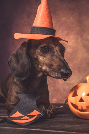 Dachshund dog dressed funny halloween in studio on wooden tableの写真素材
