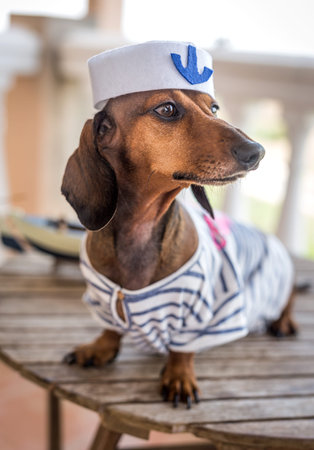 Red dachshund dog with gray shirt on white wooden tableの写真素材