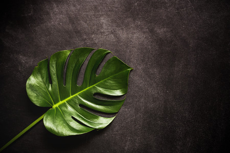 Tropical palm leaf.view from aboveの写真素材