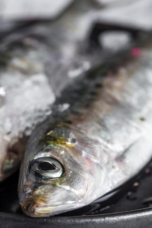 Fresh raw fish on wooden board. Background. From above. Sardines. Octopus. hake; whiting; Golden fishの写真素材