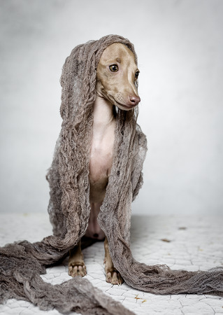 Studio portrait of little italian greyhound dog. Friendly and funの写真素材