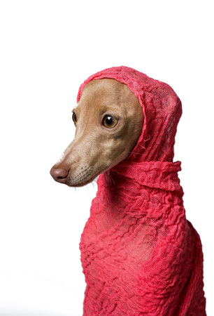 Studio portrait of little italian greyhound dog. Friendly and funの写真素材