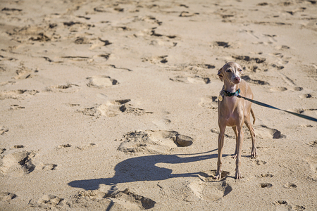 Little italian greyhound dog in the beach. Sunny. Sea.の写真素材