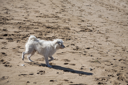 dog in the beach. Sunny. Sea.の写真素材