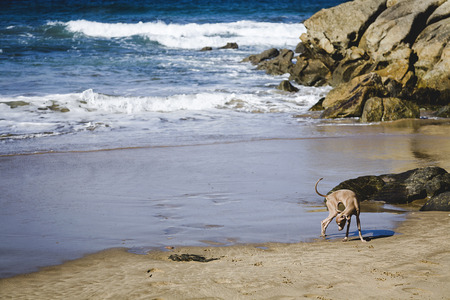 Little italian greyhound dog in the beach. Sunny. Sea.の写真素材
