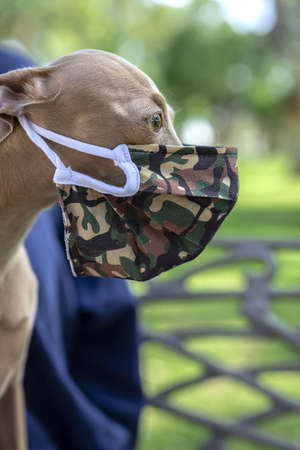 Pure breed Italian greyhound dog in the park with protective mask for coronavirus. Covid-19.の写真素材