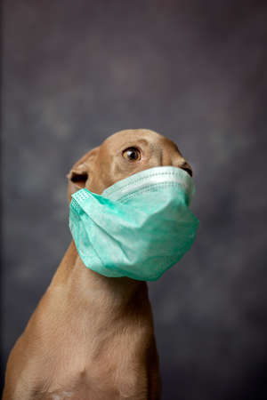 Italian Greyhound dog breed celebrating a costume party on white backgroundの写真素材
