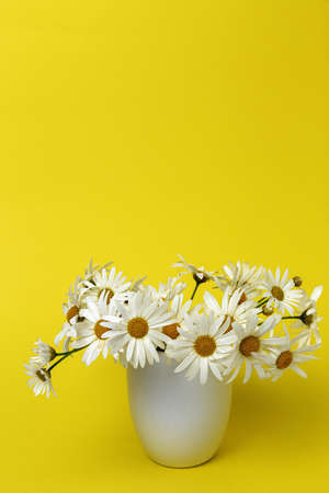 Fresh daisy flowers on colorful backgrounds. Spring concept. Isolatedの写真素材