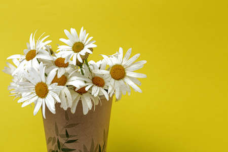 Fresh daisy flowers on colorful backgrounds. Spring concept. Isolatedの写真素材