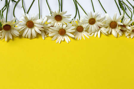 Fresh daisy flowers on colorful backgrounds. Spring concept. Isolatedの写真素材