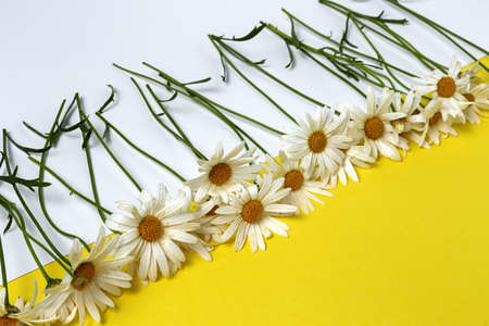 Fresh daisy flowers on colorful backgrounds. Spring concept. Isolatedの写真素材