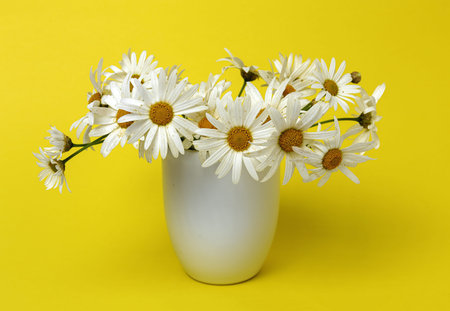 Fresh daisy flowers on colorful backgrounds. Spring concept. Isolatedの写真素材
