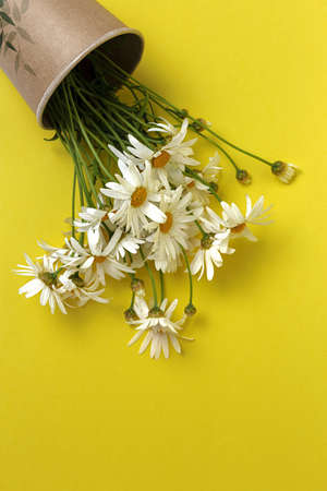 Fresh daisy flowers on colorful backgrounds. Spring concept. Isolatedの写真素材