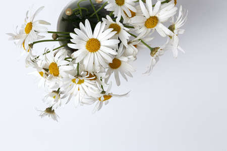 Fresh daisy flowers on colorful backgrounds. Spring concept. Isolatedの写真素材