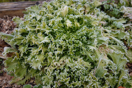 Fresh green lettuce growing in the garden in winter, close-up