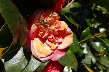 Camellia and wasp on a flower in the gardenの写真素材