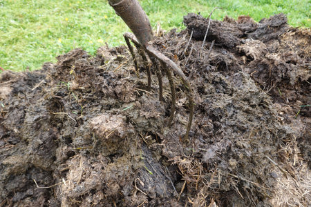 Close up of a rake digging a hole in the ground at a farm. Manure