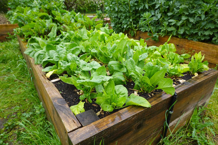 Vegetables grown in a wooden box in the garden in summer