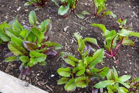 Beetroot plant growing in a garden bed on a sunny day