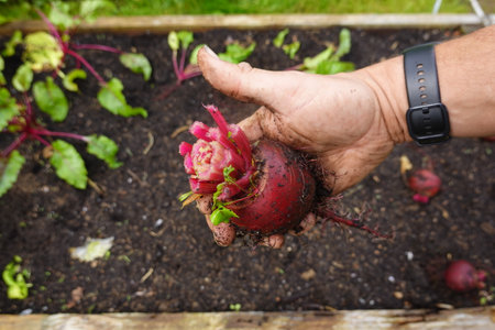 A man's hand holds a freshly picked beetroot in the garden.の写真素材