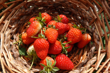 Strawberries in a wicker basket on a green grass backgroundの写真素材