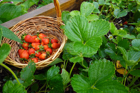 strawberries in a basket on a strawberry field in the summerの写真素材