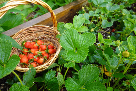 Strawberries in a basket on the field, close-upの写真素材
