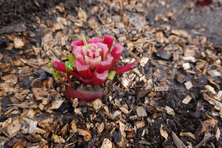 Flowering red cactus with green leaves in the garden.