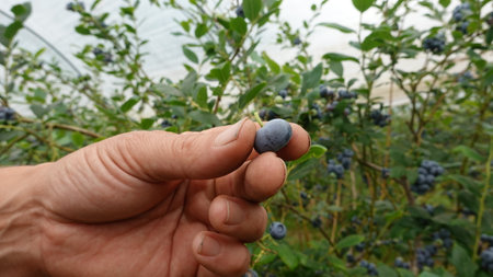 Blueberries ripening on a branch of a bush in the garden.の写真素材