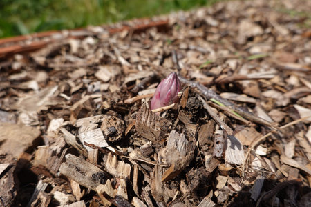 Beautiful pink asparagus growing on the ground in the garden.