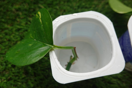 reproduces pothos by cutting, money plant with root in water, pothos rooted in waterの写真素材