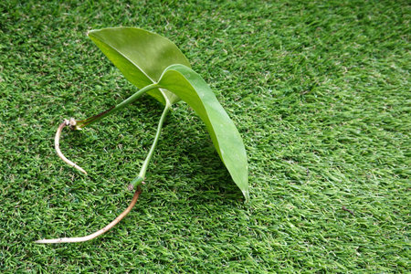 reproduces pothos by cutting, money plant with root in water, pothos rooted in water