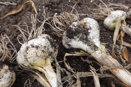 Garlic bulbs with soil on the ground in the vegetable garden.の写真素材