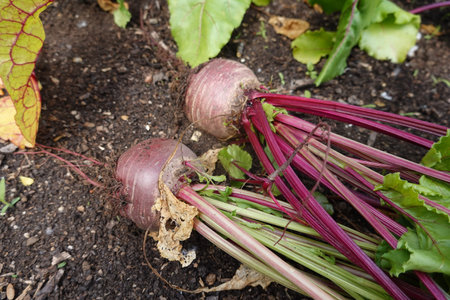 beetroot in the garden, fresh beetroot in the garden. growing beets in the backyard garden. harvest...