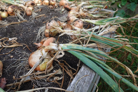 Organic onions growing in the garden. Freshly harvested onions.の写真素材