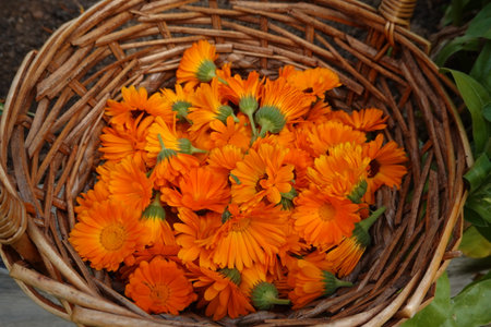 Calendula flowers in a wicker basket. Calendula officinalis.の写真素材