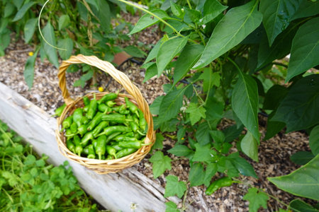 Green hot chili peppers in a basket on a wooden fence in the gardenの写真素材