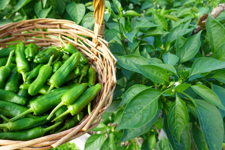 Green peppers in a basket on a background of green pepper plants.の写真素材