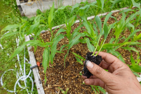crops in south korea, corn seedlings in the gardenの写真素材