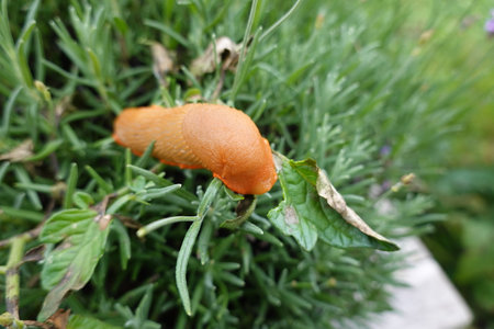 Garden snail (Helix pomatia) in the gardenの写真素材