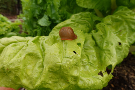 snail on the lettuce in the garden, closeup of photoの写真素材