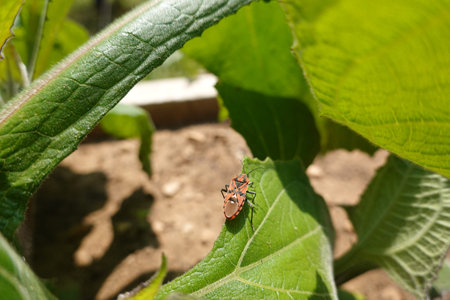 Stinkbug on a leaf of a plant in the garden.