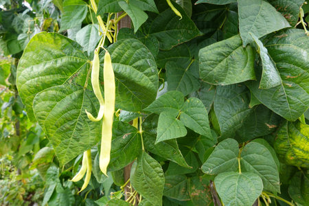 green beans growing on the vine in the vegetable garden, close up