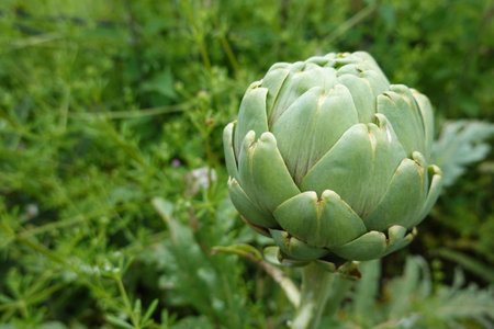 Artichoke in the garden, close-up. Organic food.の写真素材