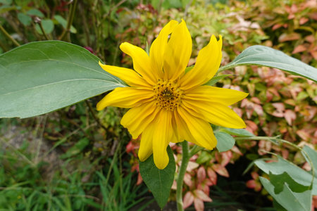 Sunflower blooming in the garden, closeup of photo.の写真素材