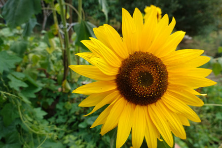 Beautiful sunflower in the garden on a sunny summer day.の写真素材